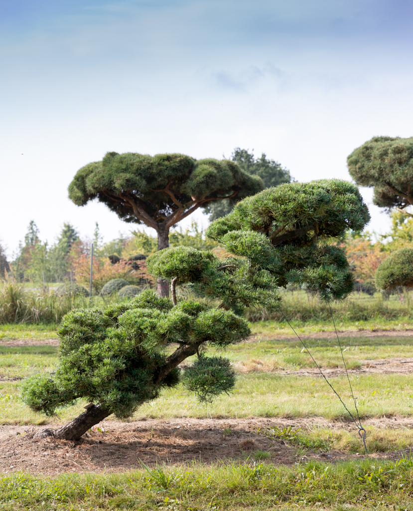 Pinus sylvestris Windflüchter Bonsai 